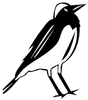 Meet PW (Pied Wheatear) It's Our Icon Logo