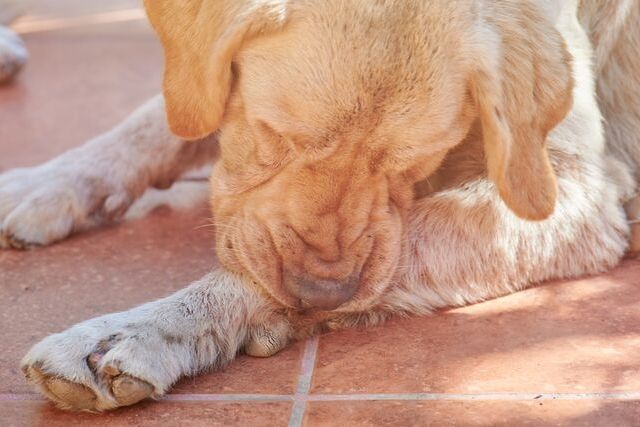 dog chewing his paws