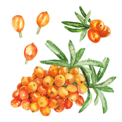 Seabuckthorn Fruit and Seed Oil