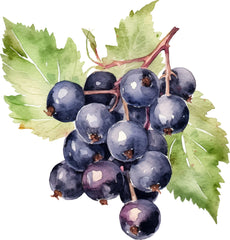 Blackcurrant Fruit Seed Oil