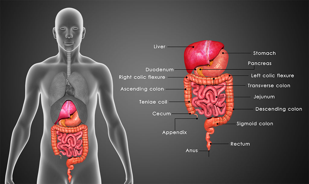 Blood glucose control in the digestive system | NutriKane