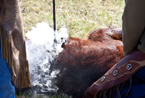 branding a cowhide