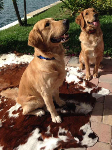 dogs and cowhides