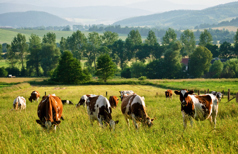 cow on farm