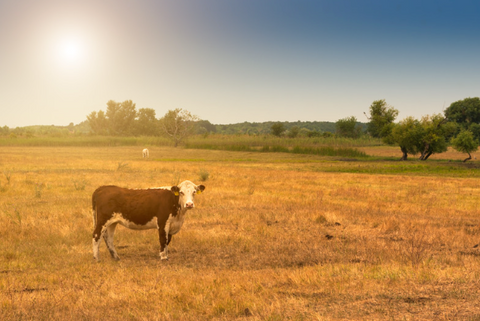 cow