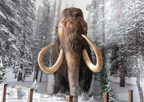 woolly mammoth