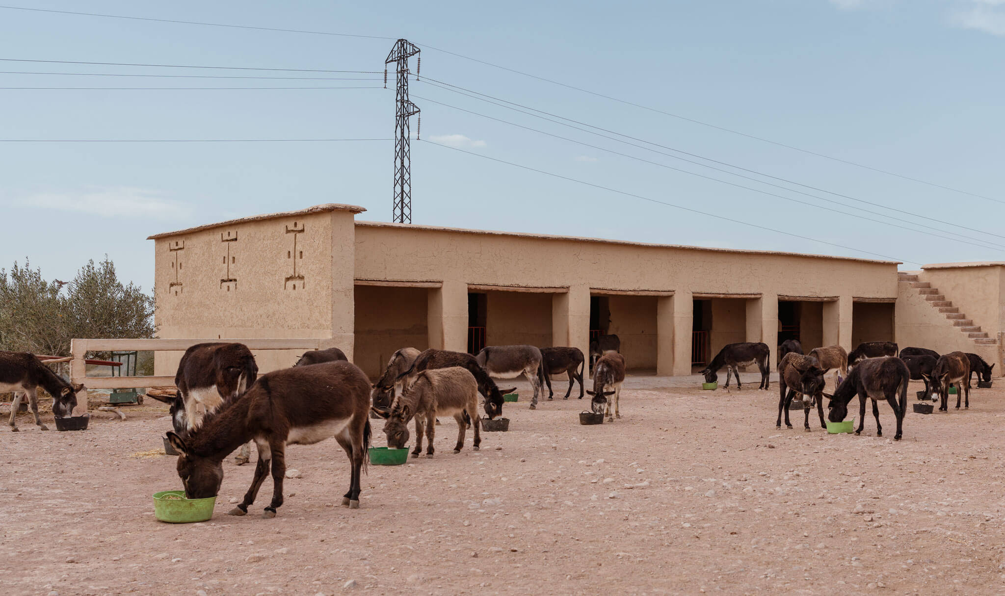 Jarjeer Donkey and Mule Refuge, Morocco