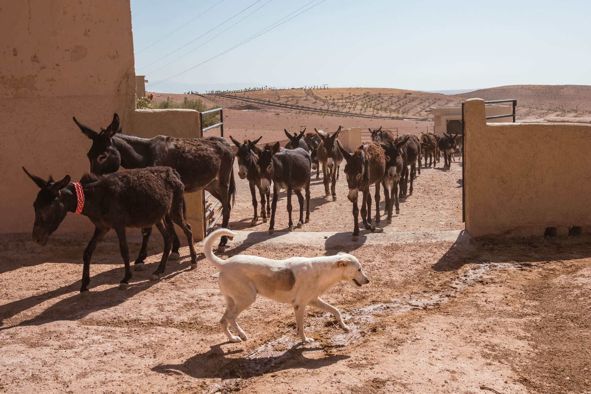 Inside Morocco's Jarjeer Mule and Donkey Refuge