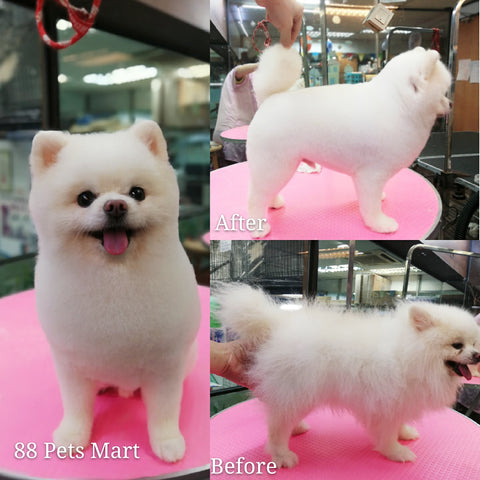 dog grooming service