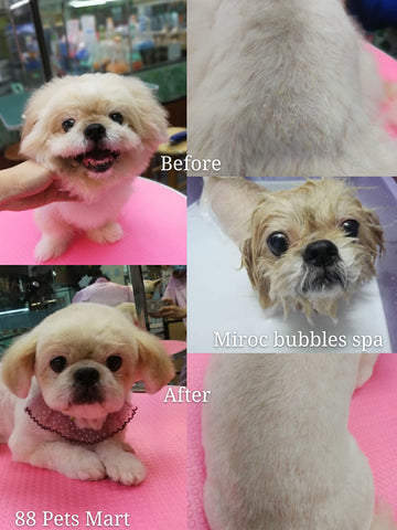 dog grooming service