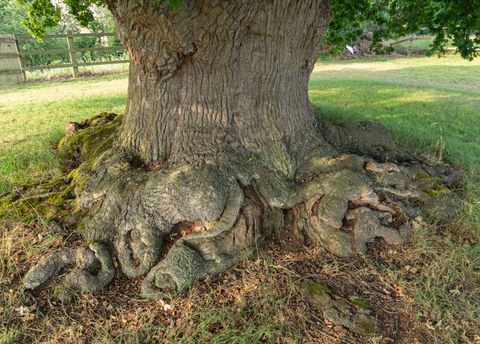 800 year oak tree at Oak Meadow Barn