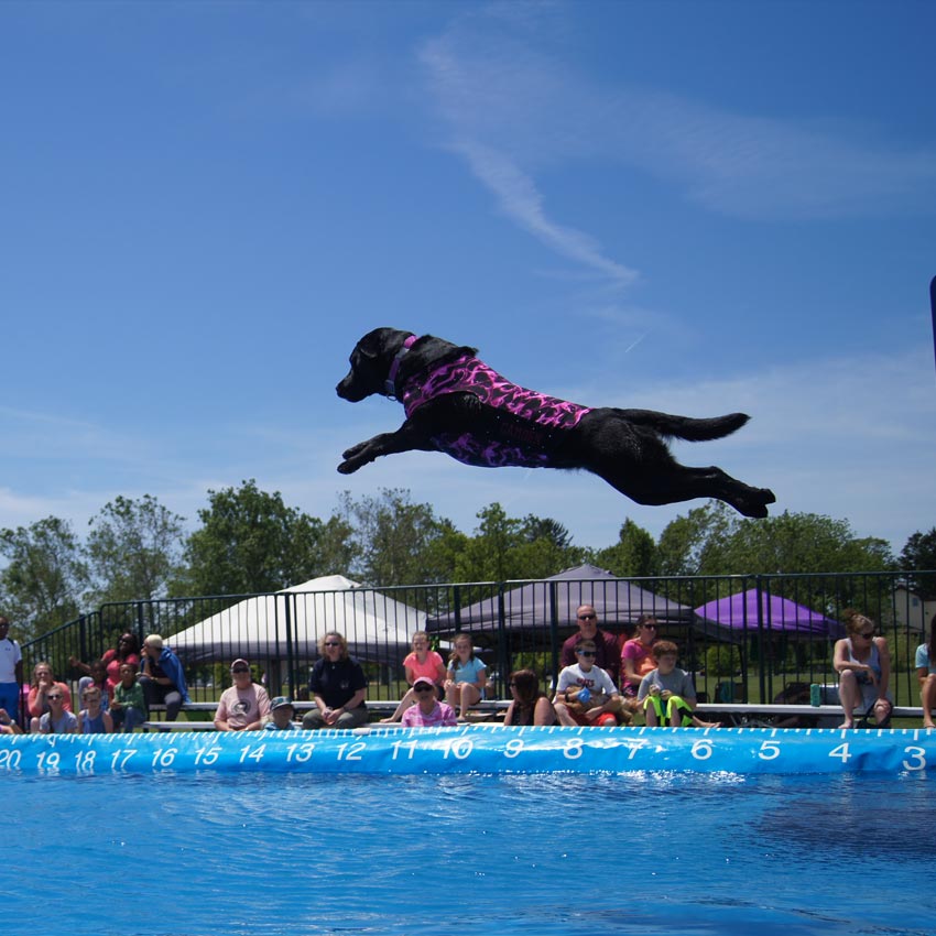 Dog jumps into water