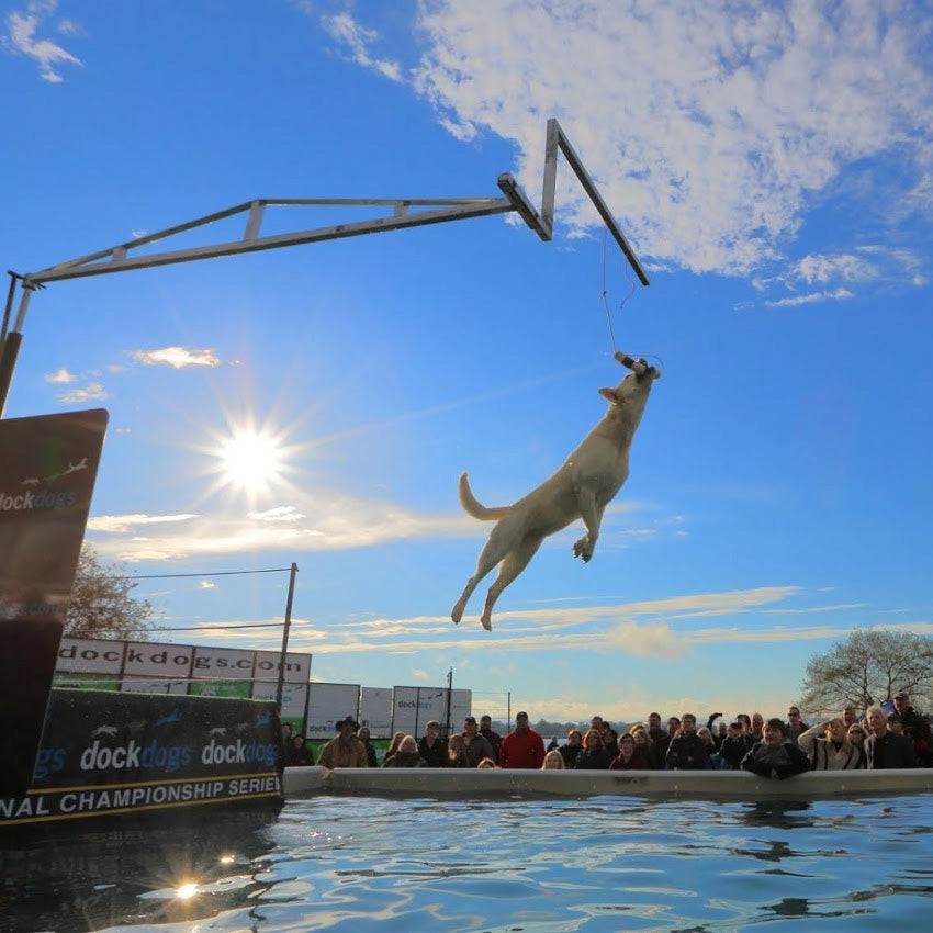 dog performing tricks in pool