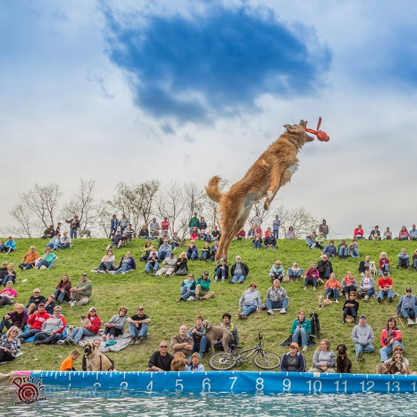 Dog catching toy in air