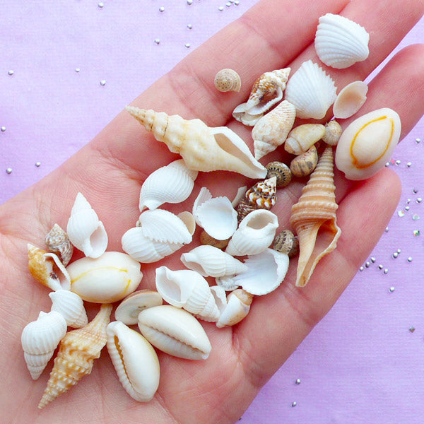 Natural Seashell Embellishments | Mini Sea Shells for Nautical Decorat ...