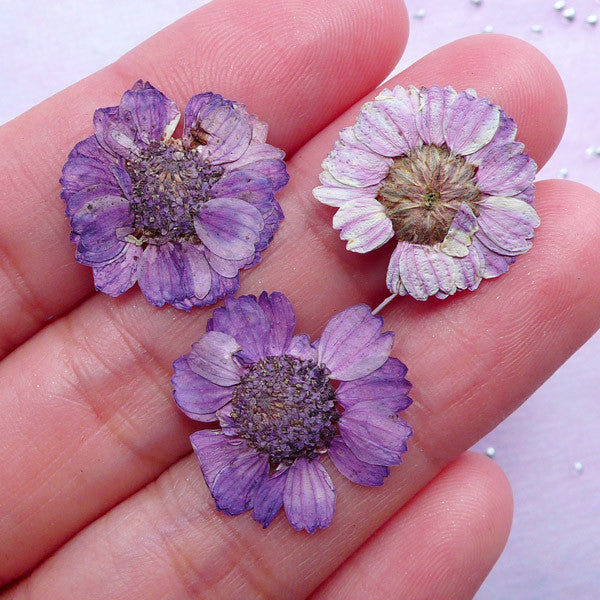 purple dried flowers