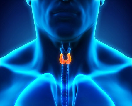 Fluoride Can Seriously Kill your Thyroid Gland