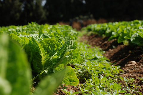 Water Resources Of The United States: Agricultural And Environmental Issues