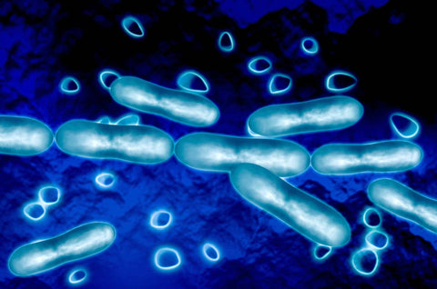 Coliform Bacteria in WaterWhat It Is and Why You Should Mind
