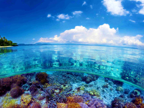 How Can We Save Coral Coral Reefs Are In Danger
