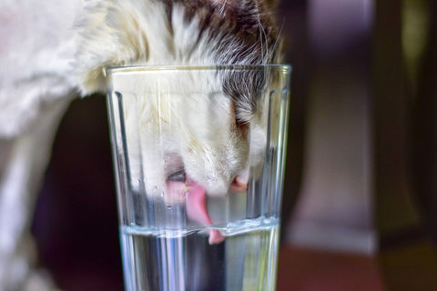 Is It Safe For Cats and Dogs To Drink Tap Water