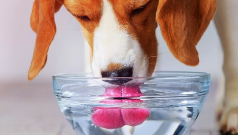 Is It Safe For Cats and Dogs To Drink Tap Water