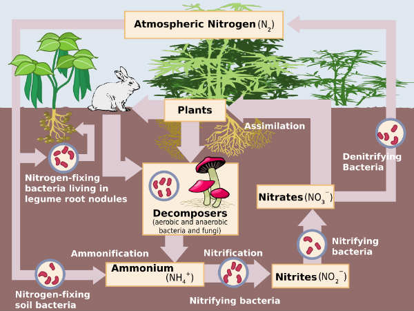 The Difference between Nitrites and Nitrates