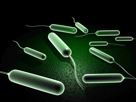 Where Does E. coli in Water Come From