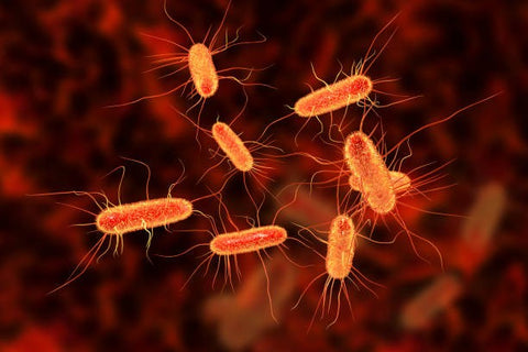 Where Does E. coli in Water Come From?