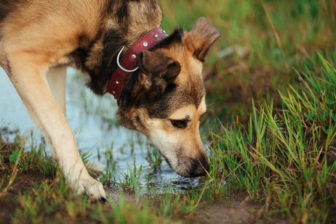 Dog Dehydration and Pet Owners