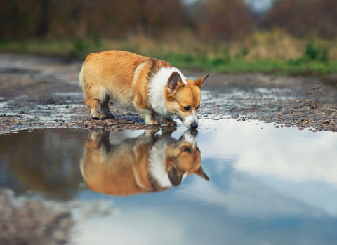 Safe for your dog, stay healthy, dog's bowl