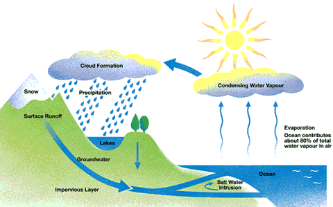 All About The Water Cycle - How Does It Work?
