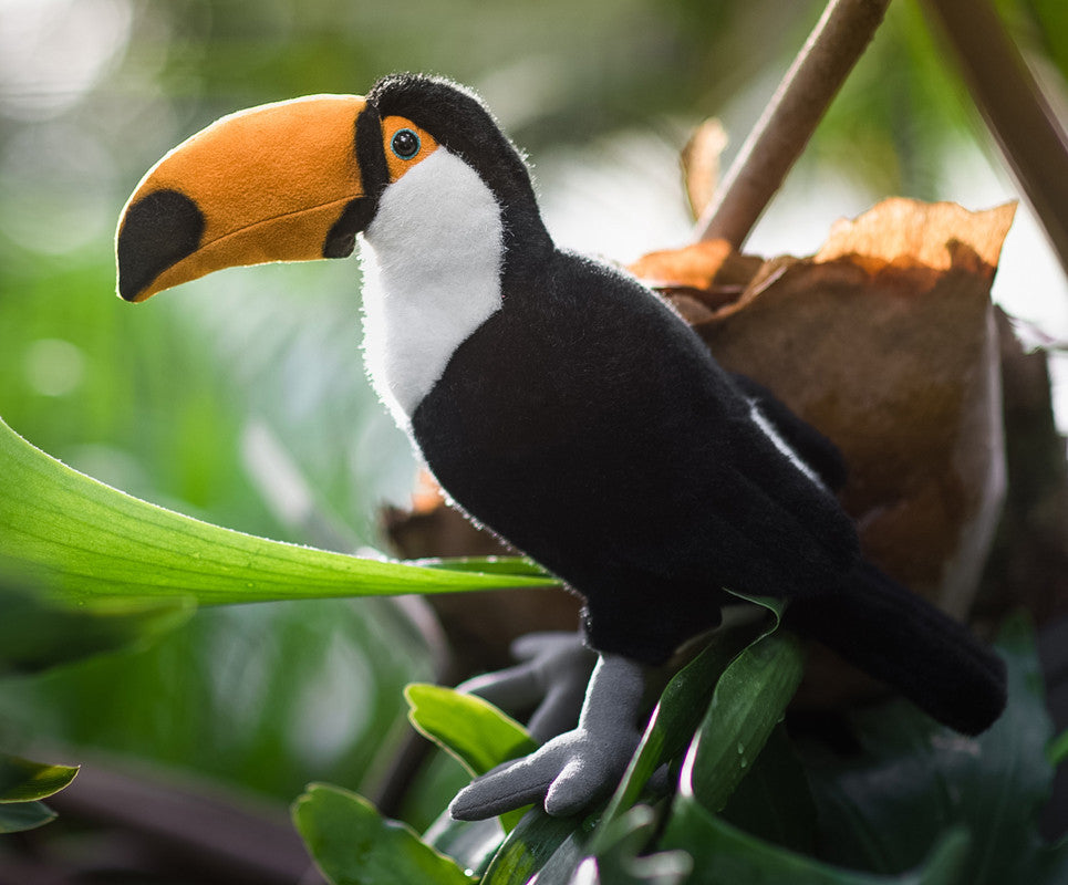 toucan teddy