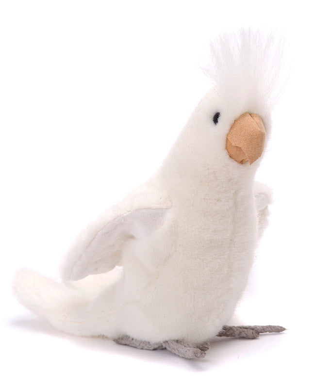 cockatiel teddy