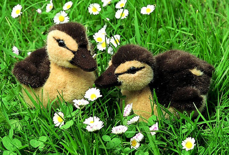 duckling teddy