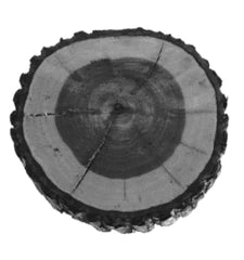 cross section of heartwood