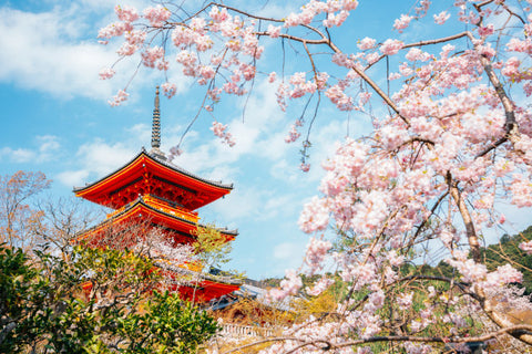 vibrant red and orange shrine atop a hill on the left and a cherry blossom tree taking over the right half of the frame.