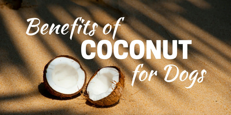 Benefits of Coconut for Dogs | K9 Granola Factory