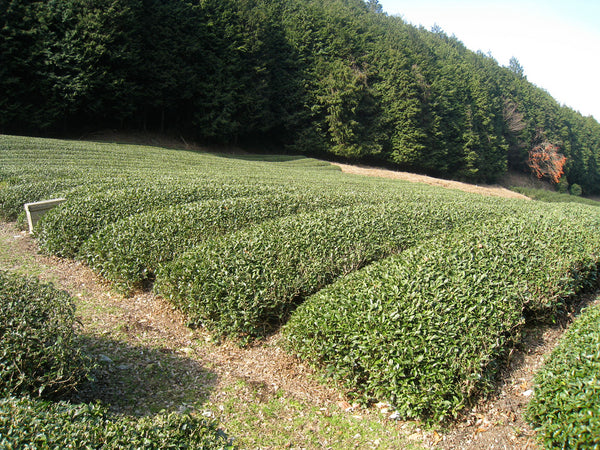 Sencha Tea Bushes