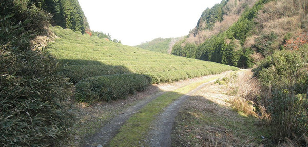 Tea Estate, Japan