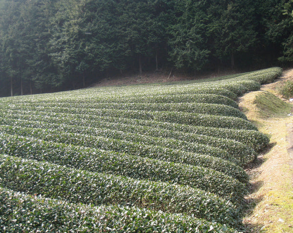 Tea Fields in Uji, Japan
