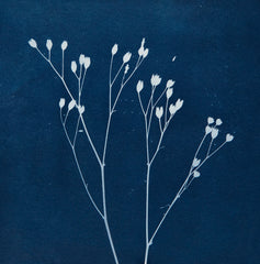 "L'air du vent" - Série Ciel et Terre - Cyanotype de Mélanie Challe