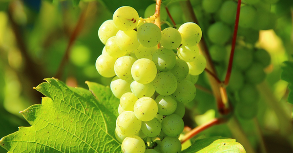 Grape seed oil