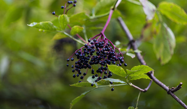 elderberries