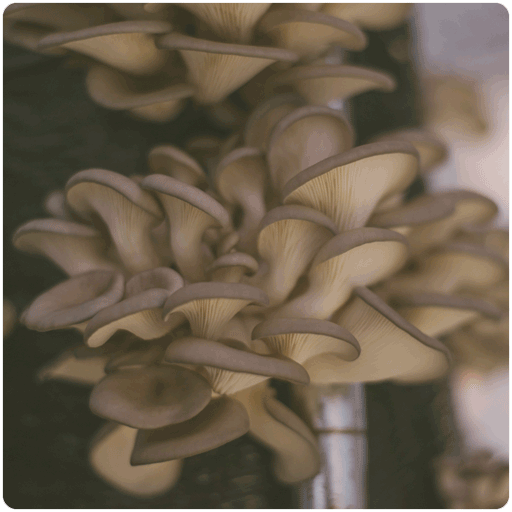 Blue Oyster Mushroom Straw Log (Living Mulch) – BuildASoil