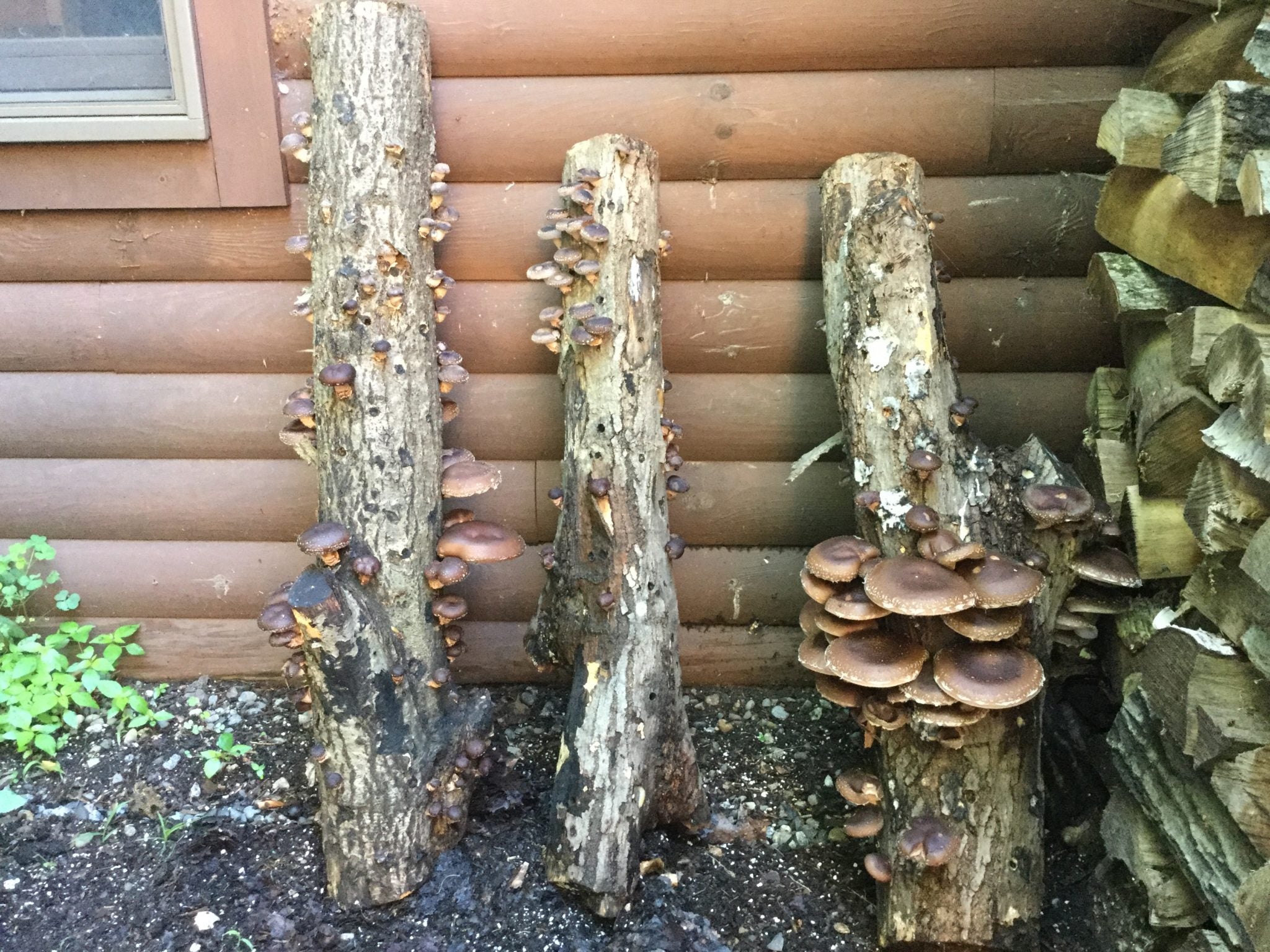 BC 3 logs shiitake fruiting