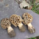 where to find morels for sale: right here!