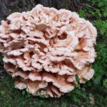 Fungi-Ally_Mushrooms5