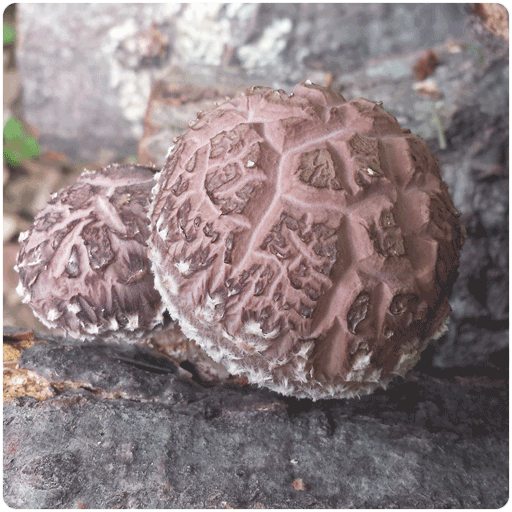 Fungi-Ally-Spawn-Shiitake3782-Mushroom