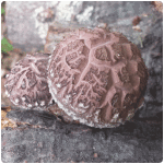 Growing shiitake mushrooms